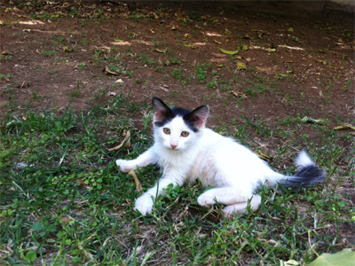 Μια οικογένεια για τη Μουσίτσα