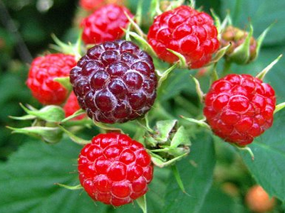 Καταπολεμήστε τις ουρολοιμώξεις με χυμό μούρων