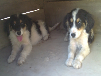 Αδερφάκια αναζητούν σπίτι