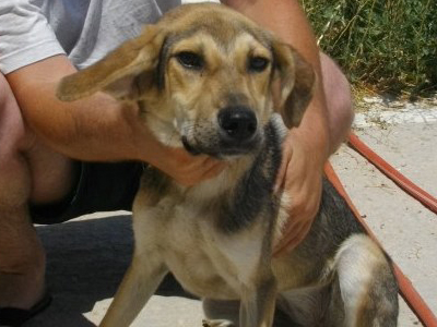 Η γλυκιά Μπέλα δίνεται για υιοθεσία