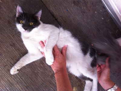 Ένα σπιτάκι για τον Μπέμπη