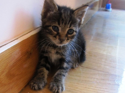 Χαρίζεται η μικρή Μπέτυ