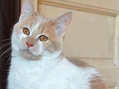 Αυτός ο γατούλης ζητεί την αγκαλιά σας