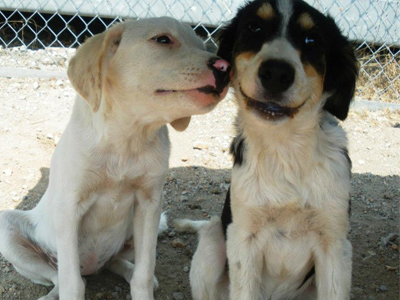 Ο Balloo και η Bianca αναζητούν οικογένειες!