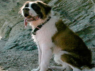 Ένα σπιτάκι για τον Μπόμπυ