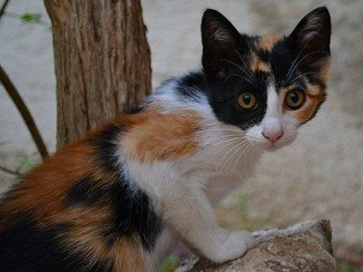 Χαρίζεται η ναζιάρα Μπριάμ