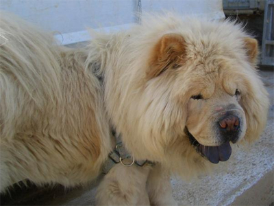 Ο γλυκός Μπρους αναζητεί κυρίαρχο ιδιοκτήτη