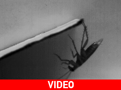 Ποιο είναι το μυστικό της κατσαρίδας;