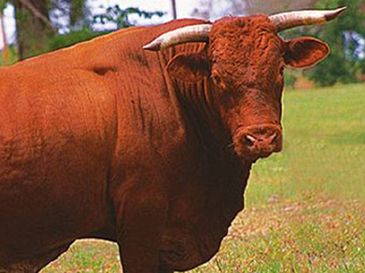 Τον σκότωσε… ταύρος !