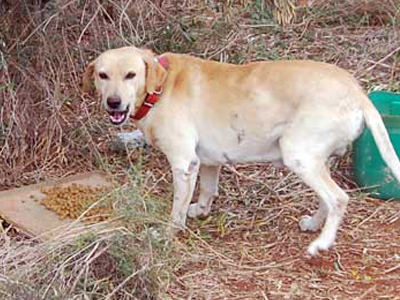 Χαρίζεται ημίαιμο λαμπραντόρ