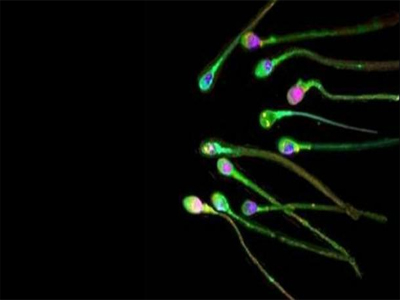 Χαρίζεται… σπέρμα και κληρονομιά!