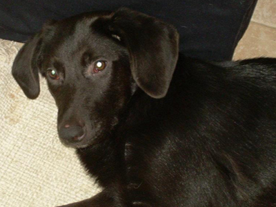 Νίνα η θλιμμένη