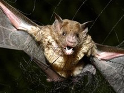 Επιθέσεις από νυχτερίδες