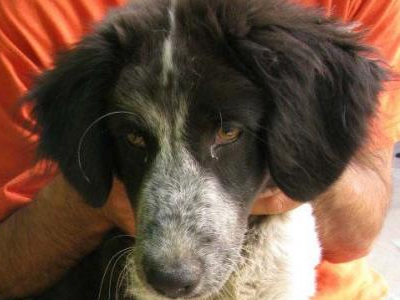 Συμπαθέστατο σκυλάκι δίνεται για υιοθεσία