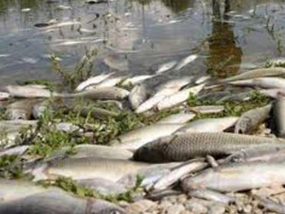 Νεκρά ψάρια ξεβράστηκαν στον ποταμό Καλέντζη