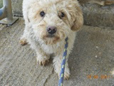 Χαρίζεται η ναζιάρα Νταίζη