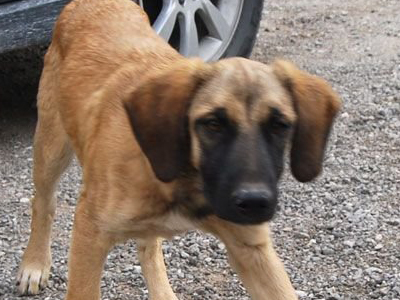 Χαρίζεται η κοκέτα Ντάλια