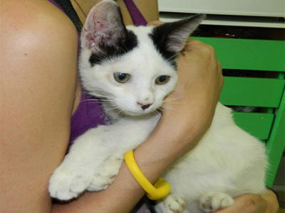 Ο Ντάστυ ψάχνει οικογένεια