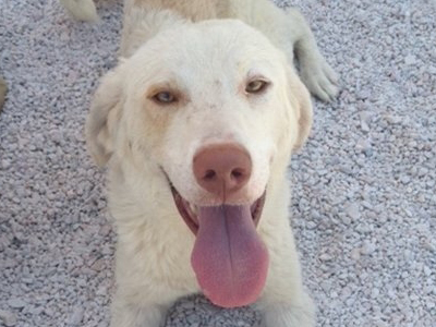 Χαρίζεται υπέροχος λευκός σκύλος