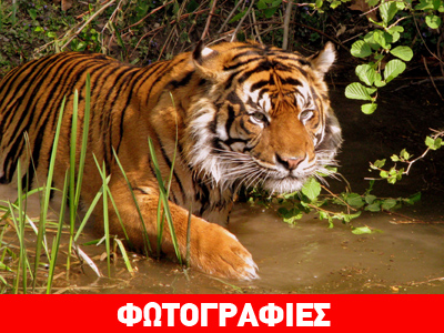 Σε άμεση απειλή τα μεγάλα αιλουροειδή