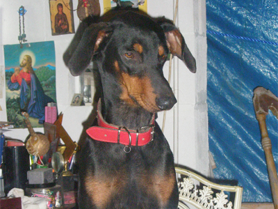 Ντόπερμαν δίνεται για υιοθεσία