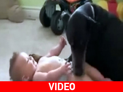 Μικρούλης απολαμβάνει τα χάδια ενός ντόπερμαν!