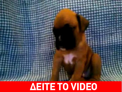 Μιλάμε για νύστα!