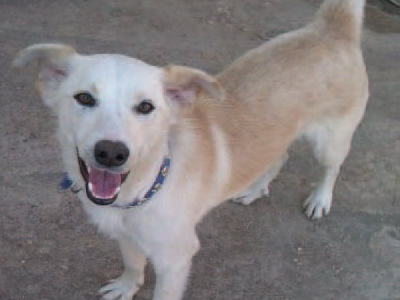 Χαρίζεται υπέροχο ζαχαρί σκυλάκι