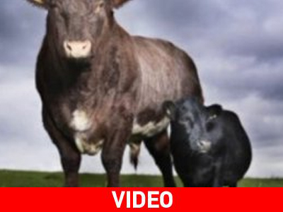 Η Τοσο(αγελα)δούλα