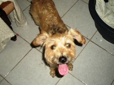 Μια οικογένεια για την Οφηλία