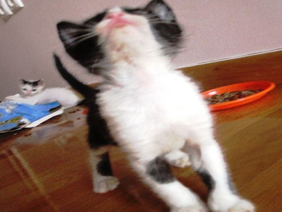 O Οzzy ψάχνει οικογένεια