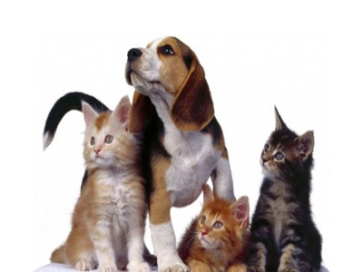 Εκδήλωση για την Παγκόσμια Ημέρα των ζώων στον Πειραιά