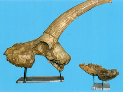 Παλαιοντολογικό Μουσείο στο Πικέρμι