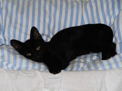 Ποιος θέλει τον Πανθηράκο σπίτι του;