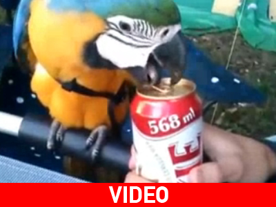 Παπαγάλος ανοίγει αναψυκτικό!