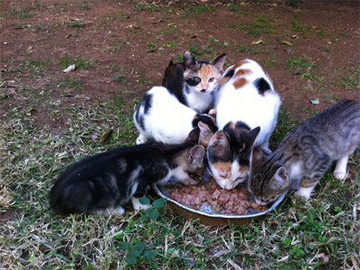 Χαρίζονται γατάκια