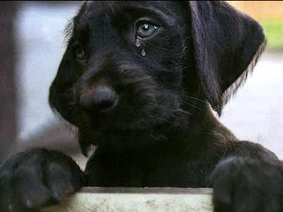 Πασχαλινό παζάρι βιβλίων για τα αδέσποτα Χαλανδρίου