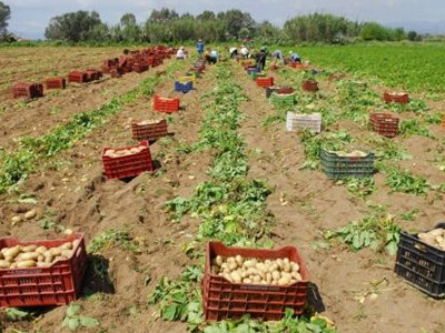 Ηλεία: Ψάχνουν την τιμή της… πατάτας