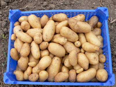 «Κόλπο» με πατάτες στην Κόρινθο