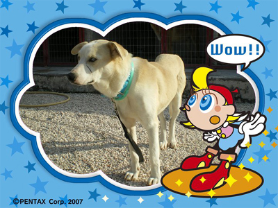 Πάτρικ, ο μαχητής