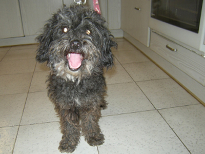 Μήπως χάσατε αυτήν την σκυλίτσα;