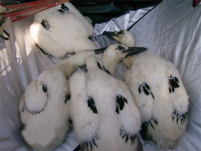 Αίσιο τέλος είχε η περιπέτεια τεσσάρων μικρών πελαργών