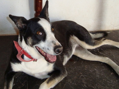 Χαρίζεται σκυλίτσα