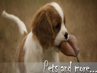 Νέα κατηγορία «Pets» στη zougla.gr