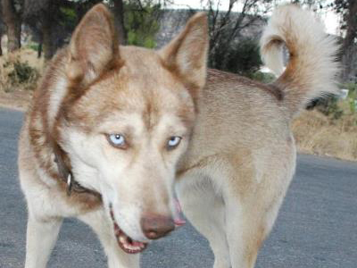 Χάθηκε η Lara