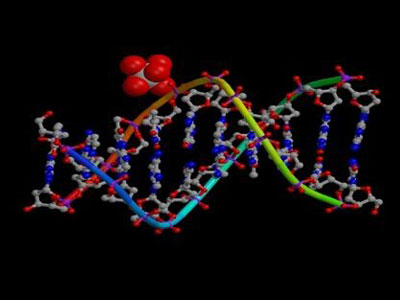 Γονίδια και υγεία: Μάθετε από πριν τι σας περιμένει