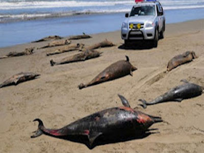 Άγνωστος ιός σκοτώνει δελφίνια και πελεκάνους