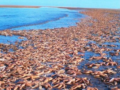 Εκατοντάδες αστερίες πεθαίνουν από ασιτία