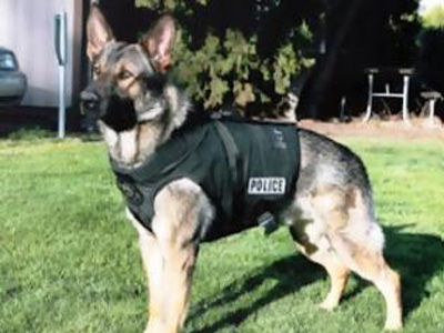 Ο τετράποδος αστυνομικός τους ξετρύπωσε