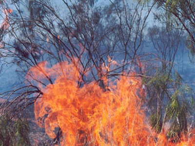 Πυρκαγιά στη Σκόπελο